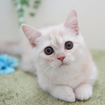 ミヌエット(短足)【神奈川県・男の子・2024年7月22日・カメオタビー（ショート）】の写真「モフっとまんまる💛」