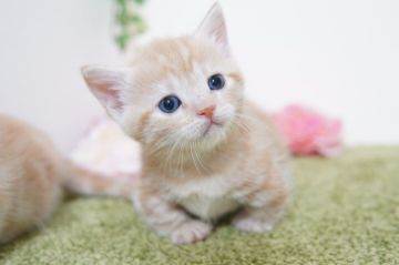 マンチカン(短足)【神奈川県・女の子・2022年4月27日・クリームタビー】の写真「まるまるほんわか」