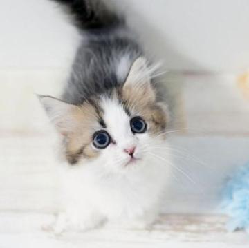 ミヌエット(短足)【神奈川県・男の子・2022年11月1日・ブラウンタビー&ホワイト】の写真「愛らしいお顔♥人見知り無し！骨格小柄です」