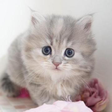 ミヌエット(長足)【神奈川県・女の子・2022年11月26日・ブルークリーム（ミディアム）】の写真「まんまるお目目の美猫ちゃん💛」