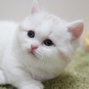 マンチカン(短足)【神奈川県・女の子・2023年2月18日・クリーム&ホワイト（短毛）】の写真「モフモフまんまる」