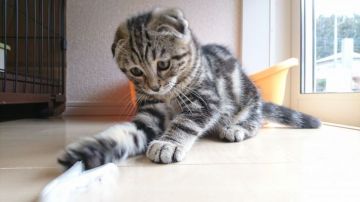 マンチカン(長足)【神奈川県・男の子・2018年9月17日・ブラウンタビー（短毛ふわふわやわらか）】の写真「とても人懐っこく・手間のかからない子」