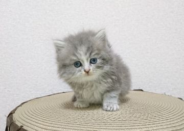 スコティッシュフォールド(立ち耳)【神奈川県・女の子・2019年1月1日・ブルークリーム（長毛）】の写真「1月1日生まれ小ぶりの優しい子」