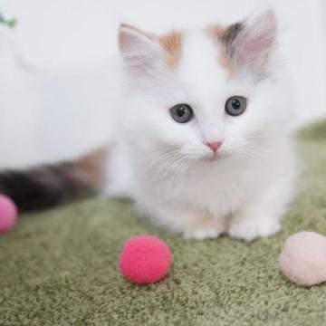 ミヌエット(短足)【神奈川県・女の子・2022年12月31日・キャリコ（ミディアム）】の写真「のんびりの美猫ちゃん💛」