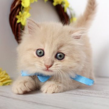 ミヌエット(長足)【神奈川県・男の子・2023年3月13日・クリーム（ミディアム～ロング）】の写真「フワフワなクリーム色の男の子」