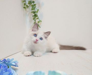 ラグドール【神奈川県・男の子・2020年2月20日・ブルーポイントバイカラー】の写真「ほわんとマイペースな優しい子」