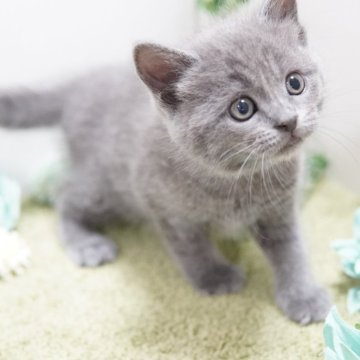 マンチカン(長足)【神奈川県・男の子・2023年12月7日・ブルー】の写真「モフっとまんまる💛」