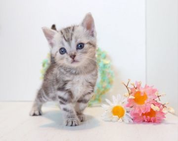 アメリカンショートヘア【神奈川県・女の子・2020年1月31日・シルバーパッチドタビー】の写真「安定の可愛さ♥️」