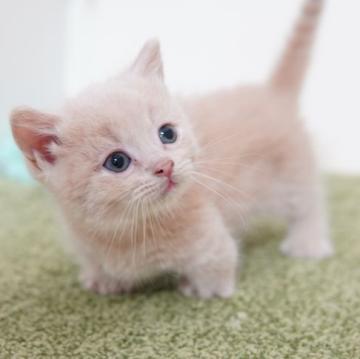 マンチカン(短足)【神奈川県・男の子・2022年10月26日・クリーム】の写真「あまあま☆かまってボーイ」