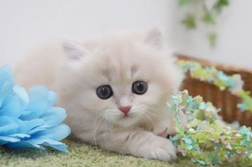 ミヌエット【神奈川県・男の子・2021年12月20日・クリームタビー（ロング）】の写真「短足♥くりくりおめめ♥」