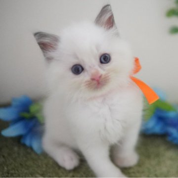ラグドール【神奈川県・男の子・2024年7月10日・ブルーポイントバイカラー】の写真「もふっとベイビーフェイス💛」