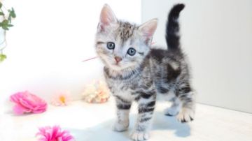 アメリカンショートヘア【神奈川県・女の子・2019年12月8日・シルバータビー】の写真「おっとり優しい子♥️」