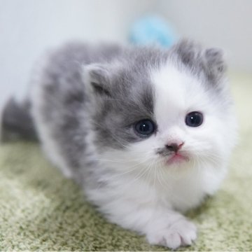 ミヌエット(短足)【神奈川県・男の子・2024年5月20日・ブルー&ホワイト（ミディアム）】の写真「もっふもふの極短君💛」