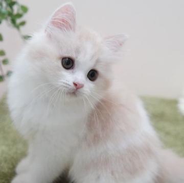 マンチカン(長足)【神奈川県・女の子・2022年5月21日・クリーム&ホワイト】の写真「おっとりふわふわ♪」