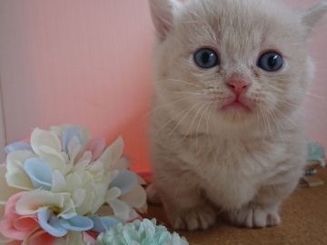 マンチカン(短足)【神奈川県・女の子・2019年4月27日・クリーム（短毛）】の写真「短足ほんわかのんびり♥️」