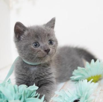 マンチカン(長足)【神奈川県・男の子・2022年10月26日・ブルー】の写真「フワフワごきげん君♪」