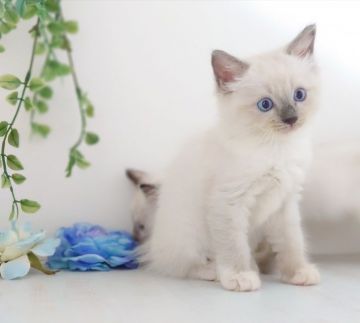 ラグドール【神奈川県・女の子・2020年8月4日・ブルーポイント】の写真「ツンデレな甘えん坊ちゃん」