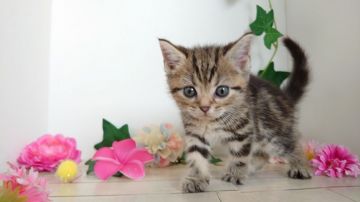 アメリカンショートヘア【神奈川県・女の子・2019年8月3日・ブラウンタビー】の写真「ちょっとちっちゃめ元気いっぱいお姫様♥️」