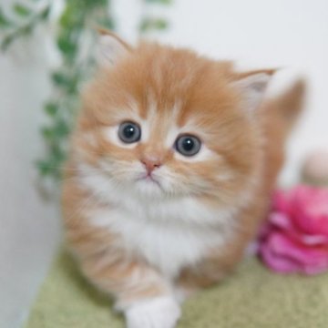 ミヌエット(短足)【神奈川県・女の子・2023年2月18日・レッドタビー&ホワイト】の写真「まんまるちゃん」