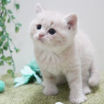 マンチカン(長足)【神奈川県・男の子・2023年2月18日・クリーム（短毛）】の写真「モフモフまんまる」