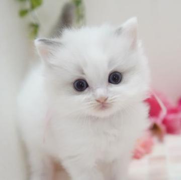 ラグドール【神奈川県・女の子・2022年10月7日・ブルーリンクスポイントバイカラー】の写真「おっとり美猫ちゃん💛」