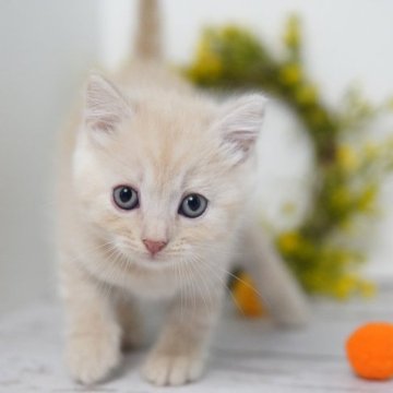 マンチカン(長足)【神奈川県・男の子・2023年4月4日・クリーム】の写真「ほわほわおっとり君♪」