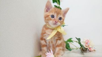 アメリカンショートヘア【神奈川県・男の子・2019年8月30日・レッドタビー（短毛）】の写真「スマートなお顔の元気くん」