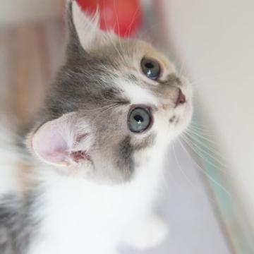 マンチカン(短足)【神奈川県・女の子・2022年5月20日・ダイリュートキャリコ】の写真「ムチムチ短足ちゃん♪」