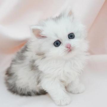 ミヌエット(長足)【神奈川県・女の子・2023年1月6日・キャリコ（ミディアム）】の写真「フワフワおっとり美猫ちゃん💛」