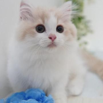 ミヌエット(短足)【神奈川県・男の子・2022年10月13日・クリーム&ホワイト（ミディアムヘア）】の写真「いつでもお迎え可能★とってもマイペースのへそ天君」