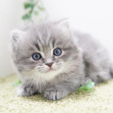 ミヌエット(短足)【神奈川県・男の子・2022年11月23日・ブルー（ミディアム）】の写真「クールなお顔のおっとりさん」