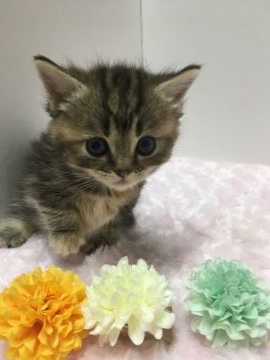 ミヌエット【神奈川県・女の子・2018年10月11日・ブラウンタビー（長毛ふわふわ）】の写真「短足♪シルクのように柔らかく優しい触り心地」