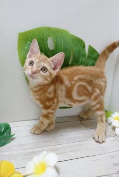 アメリカンショートヘア【神奈川県・男の子・2019年4月9日・レッドタビー】の写真「とっても甘えん坊くん抱っこ大好き」