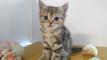 アメリカンショートヘア【神奈川県・女の子・2019年4月9日・ブラウンタビー（短毛）】の写真「安定の可愛さ♥️」