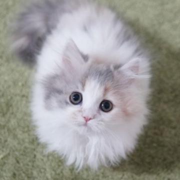 ミヌエット(短足)【神奈川県・女の子・2022年11月26日・ダイリュートキャリコ（ミディアム）】の写真「まんまるお目目の美猫ちゃん💛」