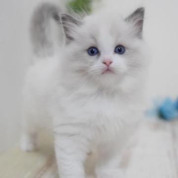 ラグドール【神奈川県・男の子・2022年12月9日・シールポイントバイカラー】の写真「モフモフベビーフェイス♪」