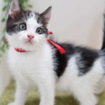 マンチカン(長足)【神奈川県・男の子・2022年6月12日・ブラックスモーク&ホワイト】の写真「とっても明るいゴキゲン君♪」