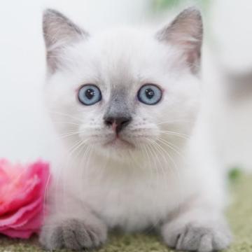 マンチカン(長足)【神奈川県・女の子・2022年6月17日・ブルーポイント】の写真「ラグドールカラーのマンチちゃん」