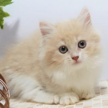 マンチカン(短足)【神奈川県・女の子・2022年6月13日・クリーム&ホワイト】の写真「ふわふわな女の子」