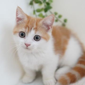 マンチカン(短足)【神奈川県・女の子・2022年4月20日・レッド&ホワイト】の写真「可愛い♥お留守番も大丈夫！」