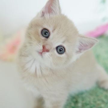 マンチカン(長足)【神奈川県・女の子・2022年5月20日・クリームタビー】の写真「のんびり屋さん」