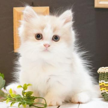 マンチカン(短足)【神奈川県・女の子・2022年6月13日・クリーム&ホワイト】の写真「ふわふわな女の子」