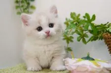 マンチカン(短足)【神奈川県・女の子・2022年1月14日・クリーム&ホワイト】の写真1
