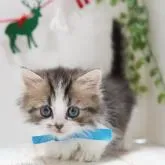 ミヌエット(短足)【神奈川県・男の子・2022年11月1日・ブラウンタビー&ホワイト】の写真1「12/16撮影」