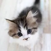 ミヌエット(短足)【神奈川県・男の子・2022年11月1日・ブラウンタビー&ホワイト】の写真1