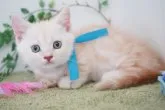 マンチカン(短足)【神奈川県・男の子・2023年6月11日・クリーム(カメオ)タビー】の写真3「8/2撮影」