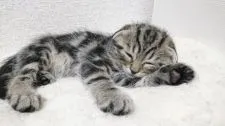 マンチカン(長足)【神奈川県・男の子・2018年9月17日・ブラウンタビー】の写真4「11月5日撮影」