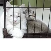 ミヌエット(長足)【神奈川県・男の子・2025年5月26日・クリーム&ホワイト】の写真3「小柄な猫ちゃんに頼られる一面も！」