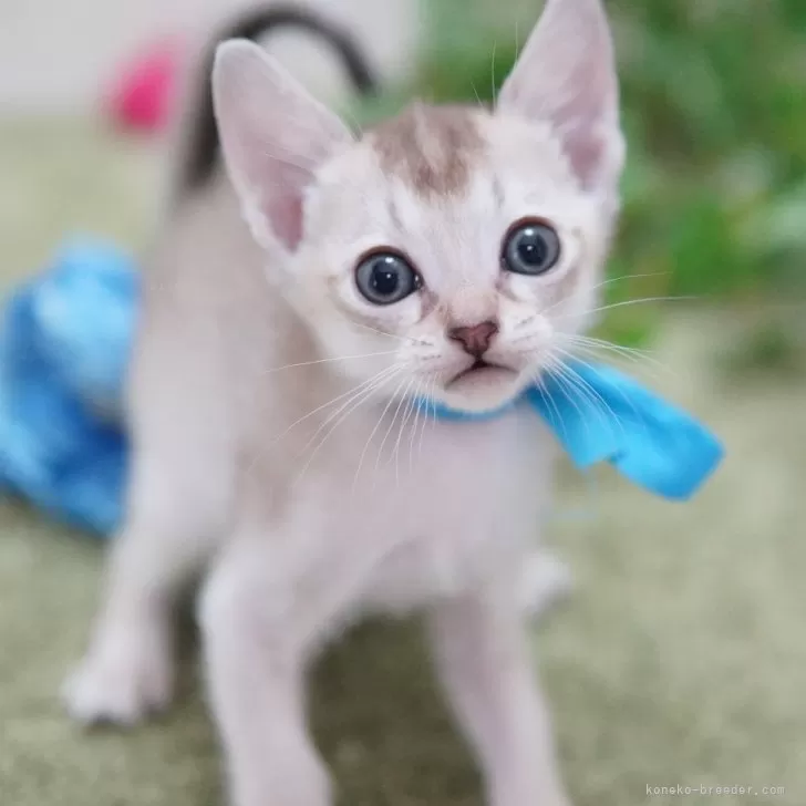 ID：2502-01757の子猫