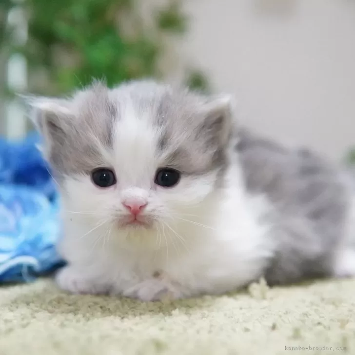 ID：2502-00302の子猫